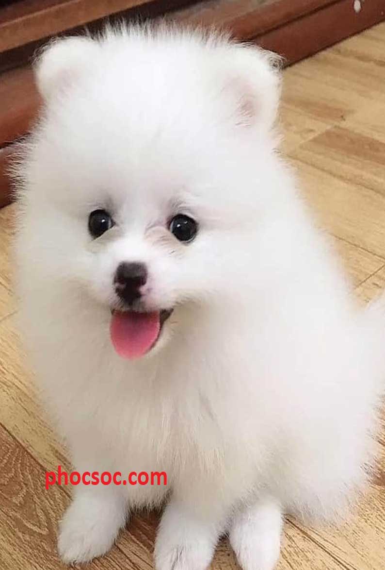 Phốc sóc Pomeranian là giống chó nhỏ bé, siêu đáng yêu, nổi tiếng trên toàn Thế Giới. Tại Việt Nam, chó Phốc sóc bắt đầu được ưa thích bởi màu sắc và kích thước đáng yêu