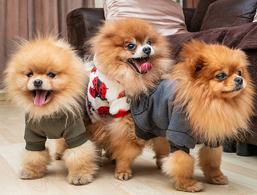 Chọn áo cho chó Phốc sóc làm sao để cún cưng vừa thời trang vừa Quần áo cho chó siêu xinh, thời trang, đủ kiểu dáng màu sắc, váy mùa hè