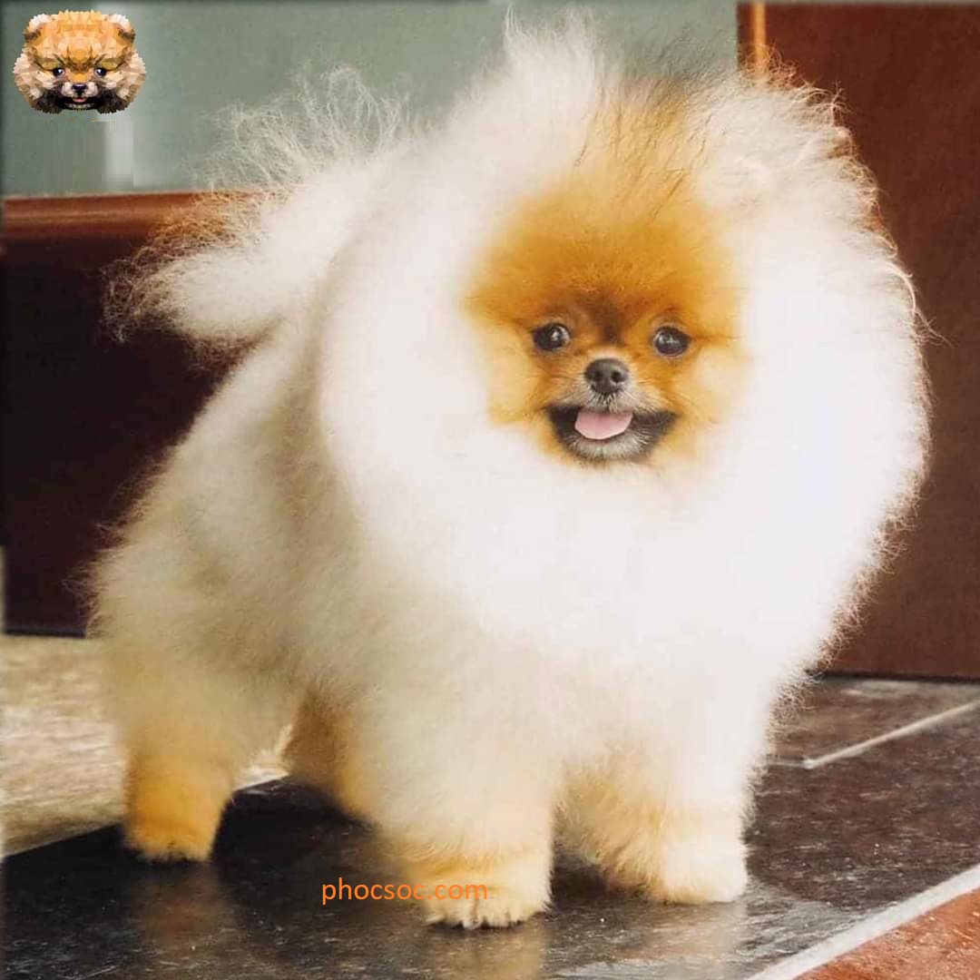  bán giống Chó Phốc Sóc, Chó Pomeranian (Chó Pom) ✅Chó Phốc Sóc lai siêu thị chó phóc sóc. Chúng có vẻ ngoài tinh nghịch, đôi mắt tròn long lanh đã làm bao người phải